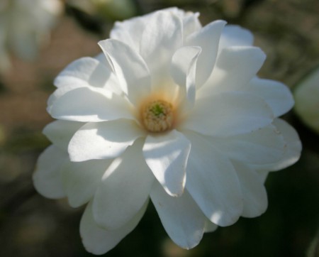 /products/magnolia-mags-pirouette-sacholan-50-60-kont/